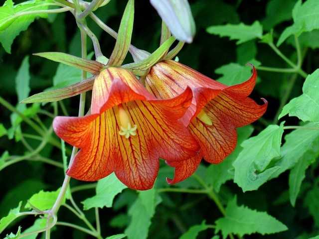 Canarina, or “Canary bell” – leaving