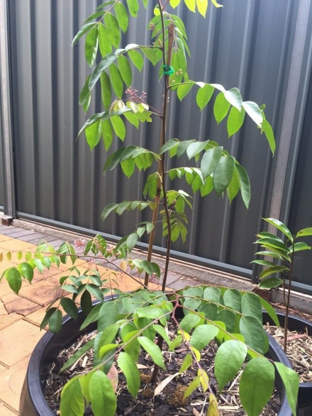 A young tree of carambola in a pot
