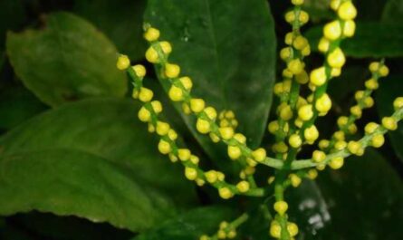 Chlorantus - shade-tolerant exotic - Beautiful indoor plants