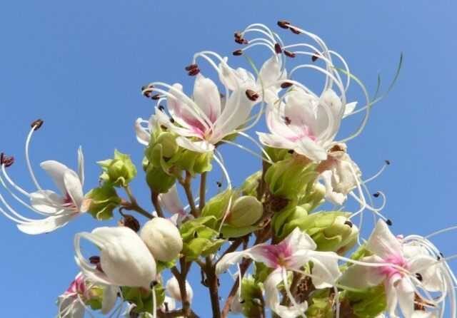 Clerodendrum – a fragrant and graceful miracle