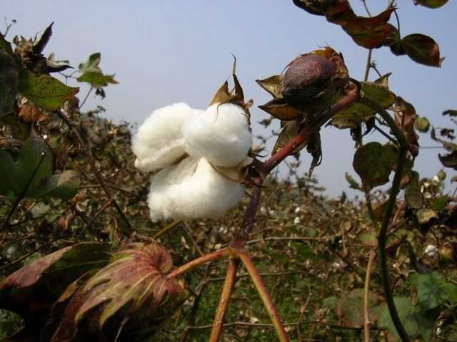 Cotton plant - denim plant - care