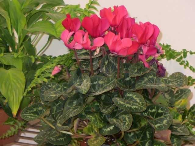 Cyclamen. Purchase, home care, reproduction - care