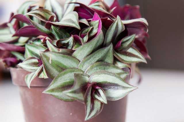 Deformation of indoor tradescantia - problems and solutions care