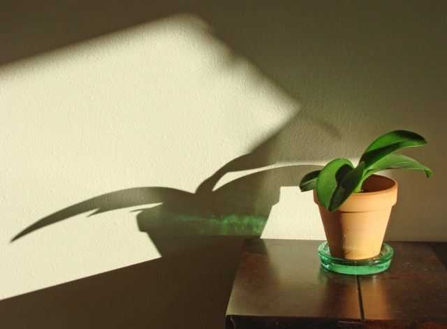 Dormant period in indoor plants – care