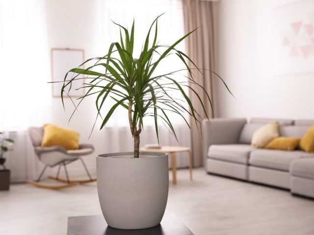Dracaena - species, growing conditions and care-Care