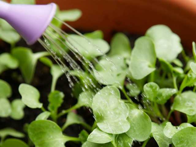 “Epin” – plant growth stimulator