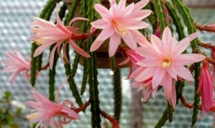 Epiphyllums - Abundantly Blooming Forest Cacti-Care