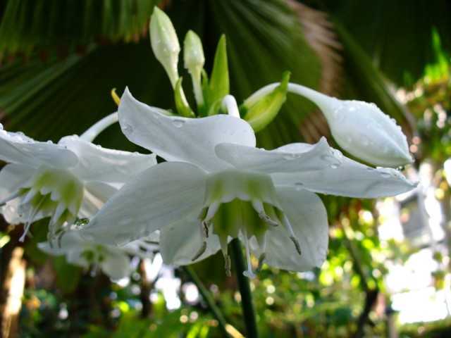 Eucharis - the very grace of care