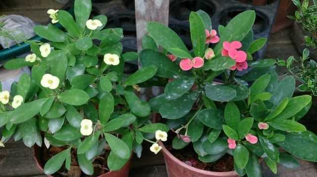 Euphorbia Mila, or Crown of Thorns care