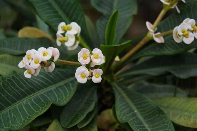 Euphorbia crested - unpretentious flowering succulent-Care