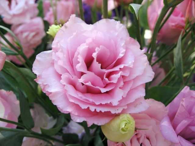 Eustoma - growing the queen of bouquets - growing and care