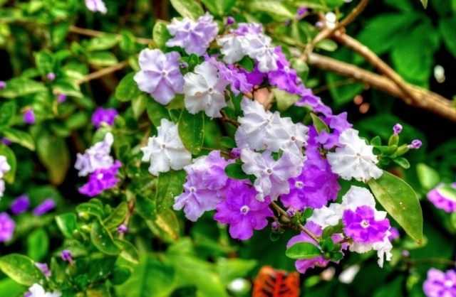 Exotic brunfelsia – cultivation and care
