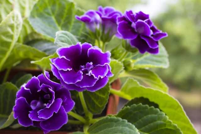 Gloxinia beauty: seed and leaf propagation - growing and care