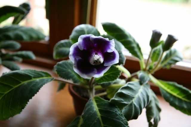 Gloxinia for beginners - care