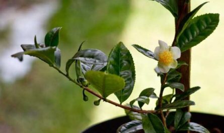 Growing tea at home - care