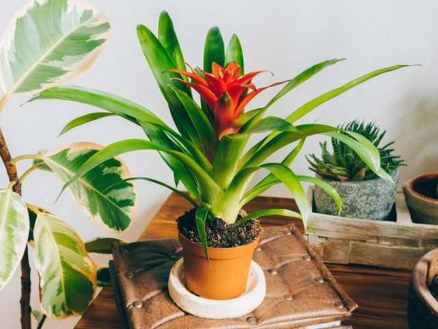 Guzmania - effectively blooming and unpretentious care in the right conditions