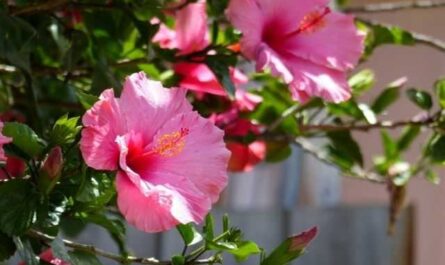 Hibiscus - the ruby ​​of your home - care