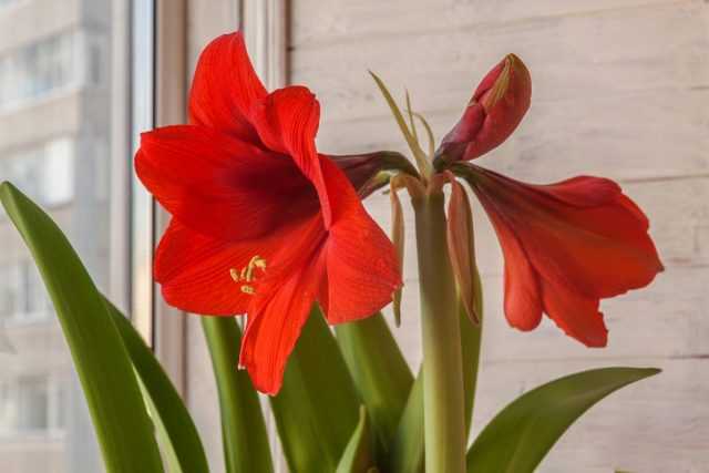 Hippeastrum of our own selection - just about complex care