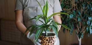Houseplants. Growing plants at home - Page 3 of 57 - care