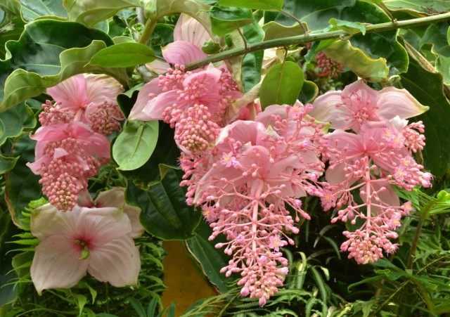 How to achieve abundant flowering of medinilla? – growing and care