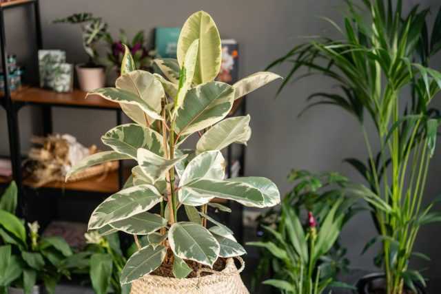 How to avoid mistakes when buying expensive indoor plants?