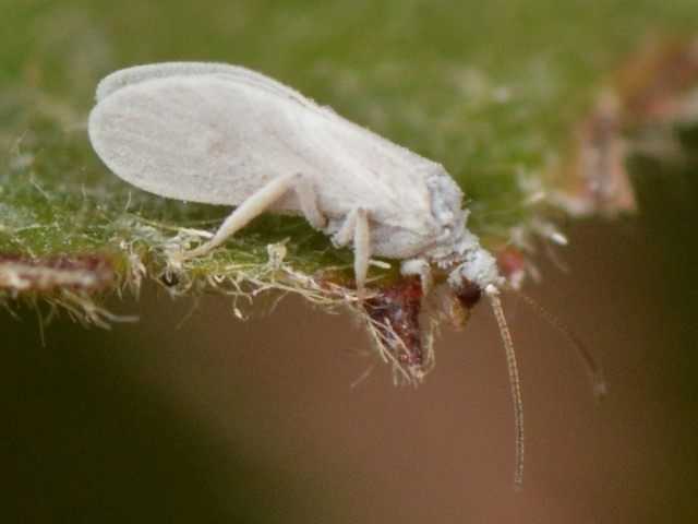 How to deal with Whitefly? care