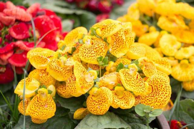 How to enjoy calceolaria bloom every year?