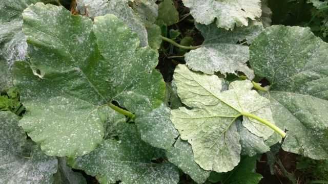How to get rid of powdery mildew? care