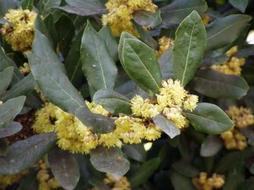 How to grow laurel at home - care
