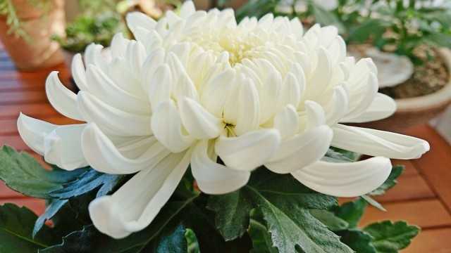 How to keep potted chrysanthemums until spring? - Beautiful indoor plants