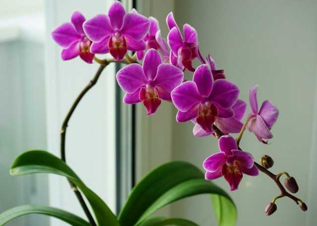 How to make an orchid bloom? 6 useful tips - Beautiful indoor plants