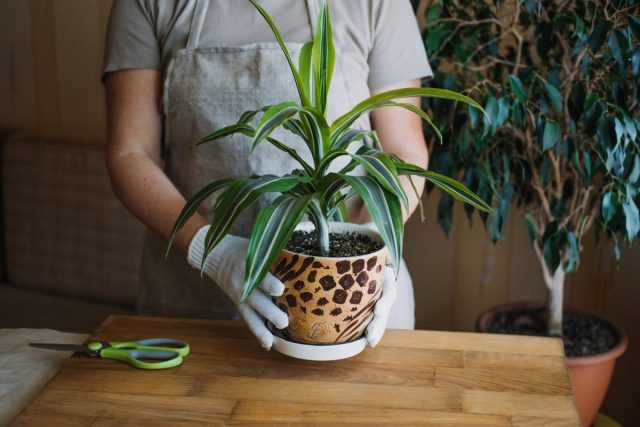 How to rejuvenate dracaena with pruning? care