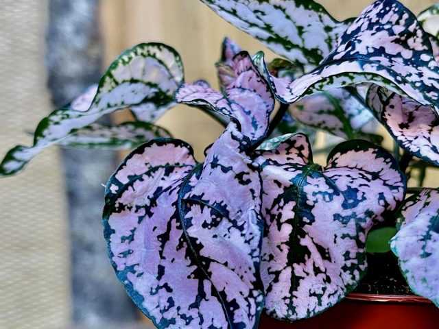 Hypoestes - bright speckled plant care