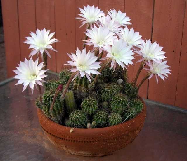 If echinopsis does not bloom - care