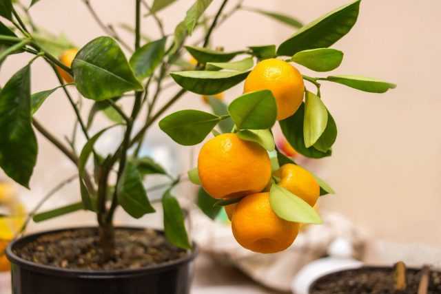 Indoor Calamondin is the most prolific citrus care