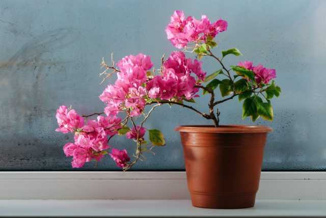 Indoor bougainvillea - flowering giantess care