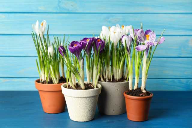 Indoor crocuses - forcing and care at home care