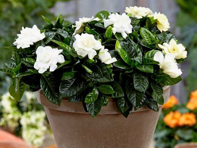 Indoor gardenia - a fragrant shrub with a striking appearance - Beautiful indoor plants
