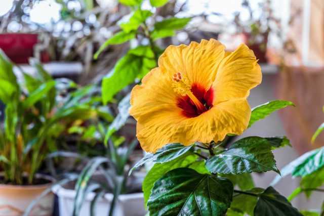 Indoor hibiscus, or Chinese rose - colorful flowering and easy care