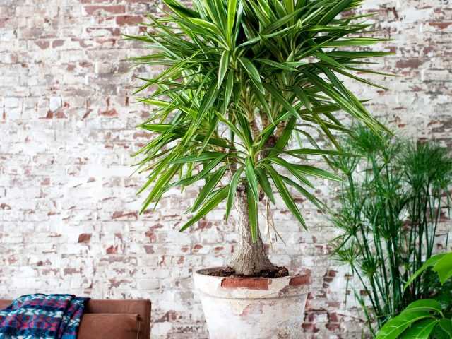 Indoor yucca - a less capricious alternative to palm trees care