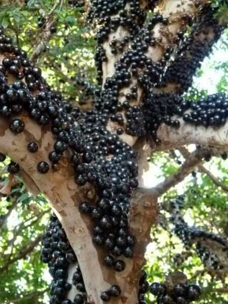 Jaboticaba - tropical exotic in indoor culture - cultivation and care