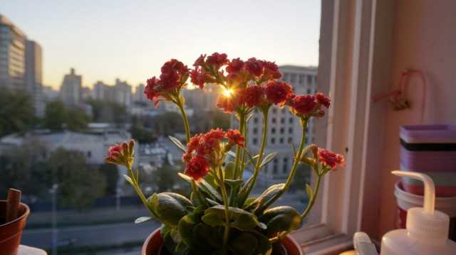 Kalanchoe, or - Did you call the Doctor? care