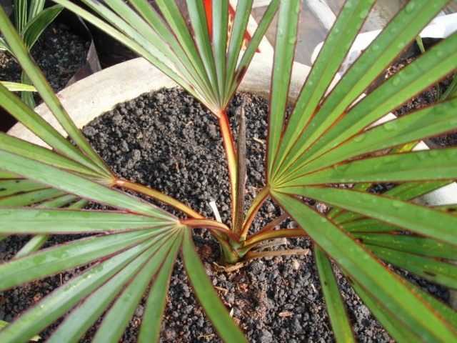 Latania – a capricious velvet palm