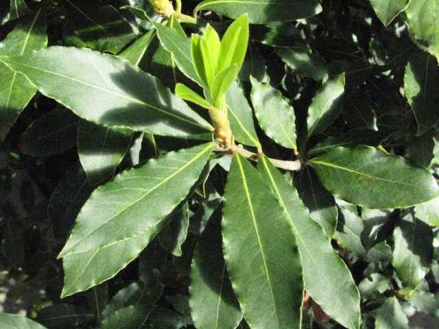 Laurel noble - we grow bay leaves - care