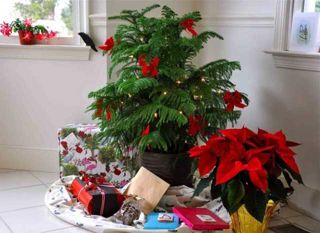 Live Christmas tree - delicious araucaria - care