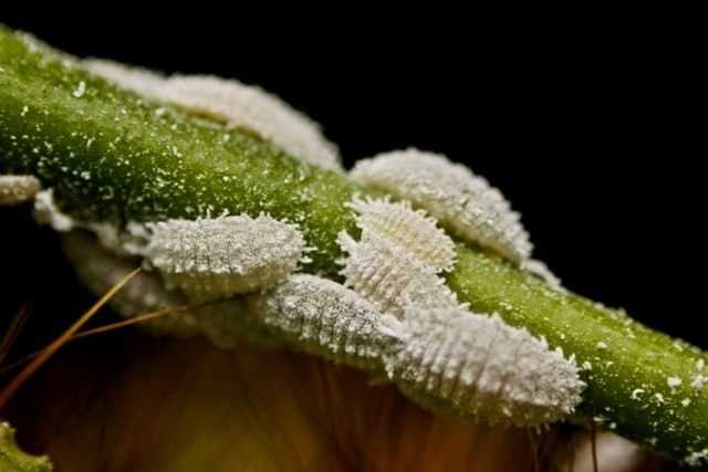 Mealybug and how to deal with it? - leaving
