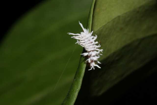 Mealybug - prevention and control measures - Beautiful indoor plants