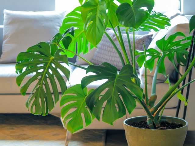 Monstera is a large-leaved giant with an unfairly bad reputation - Grooming