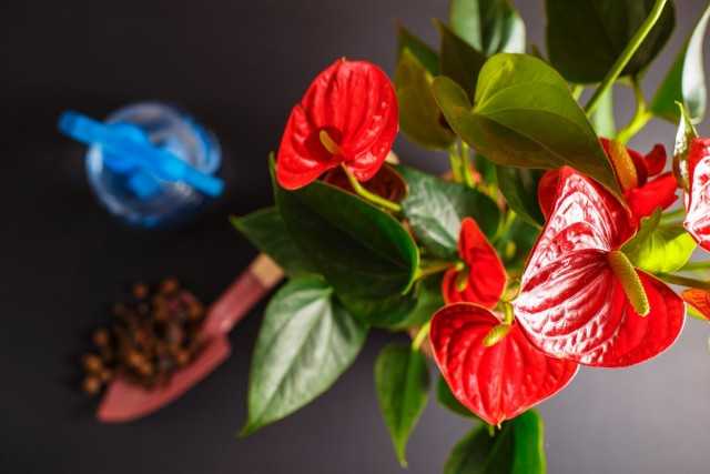 Monsters, anthuriums, caladiums – what do all plants of the Aroid family want?