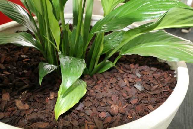 Mulch for indoor plants - both useful and beautiful-Care